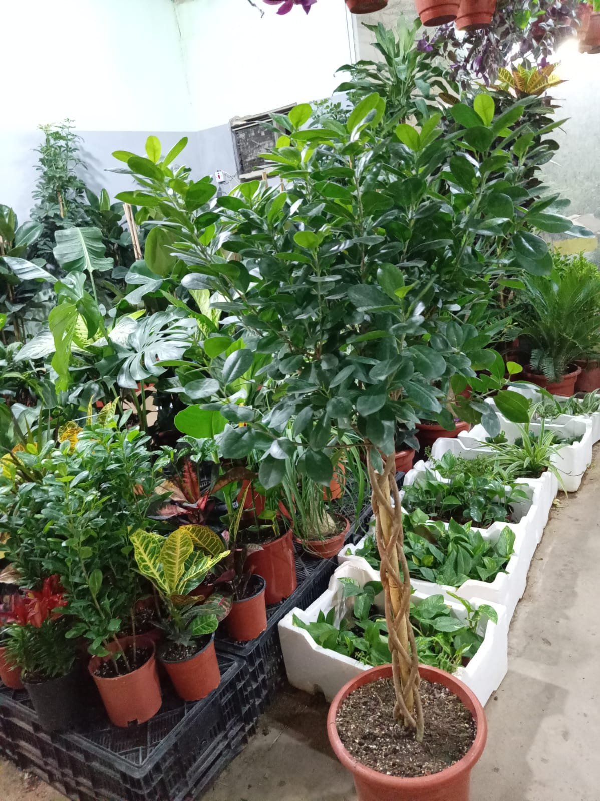 عمل تنسيق حدائق